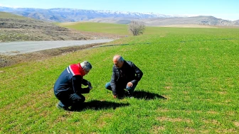 Malatya'da Buğday Tarlalarında Yapılan İnceleme Şaşırtıcı
