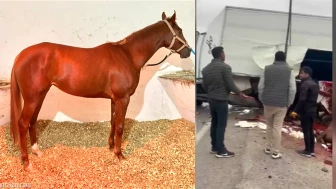 Malatya Girişinde Feci Kaza: Şampiyon Yarış Atı 'Heyfa' Hayatını Kaybetti!