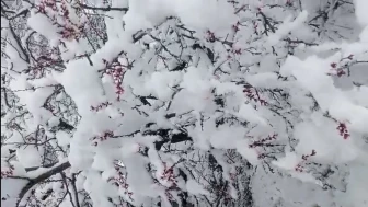 Malatya’da kar kalınlığı 20 santimetreyi buldu, zirai don kapıda!