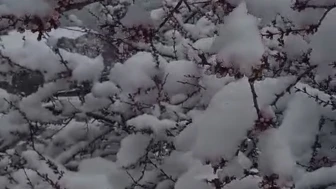 Sürgü'de Çiftçiler Zirai Donla Mücadelede Nöbette.!