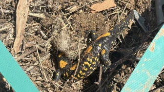 Doğanşehir’de Nadir Misafir: Çavuşlu Mahallesi’nde Semender Görüntülendi