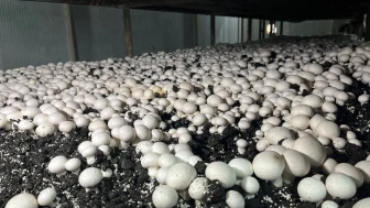 Malatya’da Alternatif Tarım Atağı: Ayda 15 Ton Mantar Üretiliyor