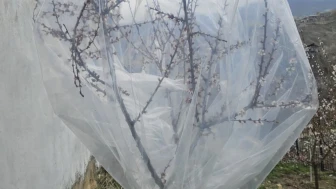 Malatya’da don nöbeti: Kayısı ağaçlarını naylonla sararak koruma altına aldı!