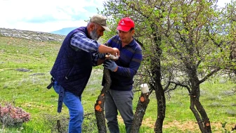 Malatya Ilıca’da Doğaya Gönüllü Dokunuş: Yaban Ağaçları Aşılanarak Meyve Verecek