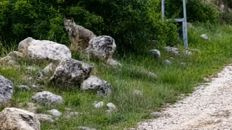Darende Ayvalı Mahallesi'nde Bir Kurt Daha Kameraya Yansıdı