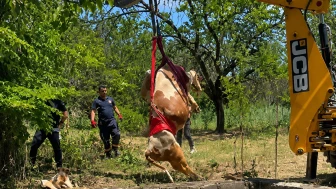 Battalgazi'de Sulama Havuzuna Düşen Gebe İnek Kurtarıldı