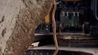 İşçileri Korkutan Yılan Kepçe Yardımıyla Çıkarıldı