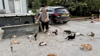Her Gün Onlarca Sokak Kedisini Kendi Elleriyle Besliyor