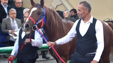 Malatya Sultan Suyu’nda Yetişen Elit Tay 10,5 Milyon TL’ye Satıldı