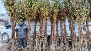 Dona Rağmen Kayısı Üretiminde Kararlılık Devam Ediyor