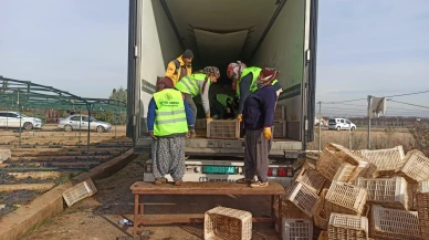 Malatya’dan Türkmenistan’a "Yeşil" Köprü: 50 Bin Fidan Yola Çıktı