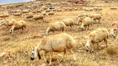 Halk Elinde Islah Projelerine 2,7 Milyar TL Destek