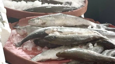 Darende Balık Fiyatları: Hamsi ve Somona İlgi Büyük