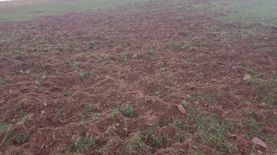 Pütürge’de Domuzlar Çiftçilerin Ürünlerini Tahrip Ediyor