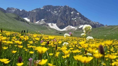 Merg Yaylası, bu günlerde yerli ve yabancı doğaseverlere ev sahipli yapıyor