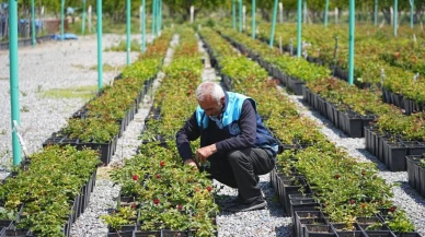 Battalgazi’de 210 bin fidan toprakla buluştu