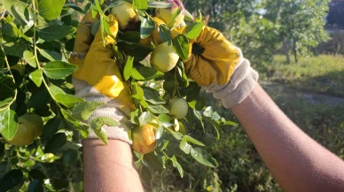 Tek Ağaçla Başladı, 8 Dönümde Hünnap Üreticisi Oldu