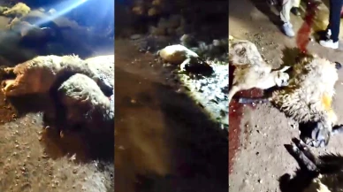 Tırın Çarptığı 13 Koyun Telef Oldu