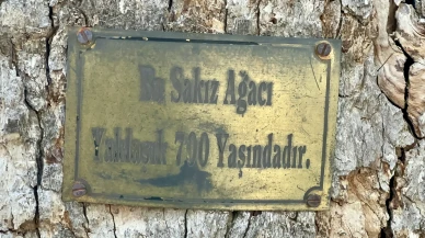 Onar Köyü’nde 700 Yıllık Sakız Ağacı İlgi Görüyor