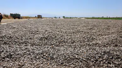 Yazıhan’da Ayçiçeği Hasadı Başladı: Dekarda 300 Kilo Bekleniyor