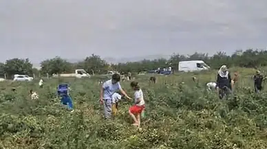 Malatya'da Çiftçinin İsyanı: 150 Ton Domatesi Bedava Dağıtıyor!