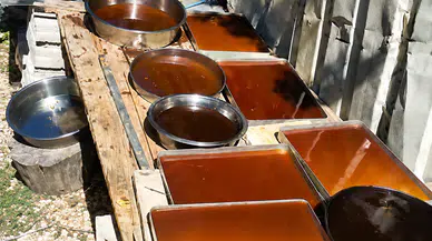 Darende’de Geleneksel Dut Pekmezi Mesaisi Başladı.