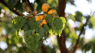 Hekimhan Kurşunlu’da 1800 Rakımda Kayısı Hasadı Başladı