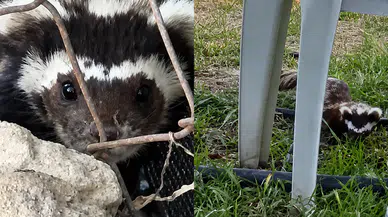 Malatya'da Nadir Görülen Alaca Kokarca Kamerada