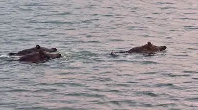 Karakaya Barajı'nda Yüzen Yaban Domuzları Kamerada