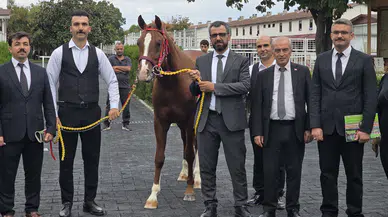 Veliefendi’de Sultansuyu Tayları İçin Milyonlar Yarıştı