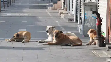 İki Bakanlıktan Malatya'daki Hayvan Barınaklarına Denetim