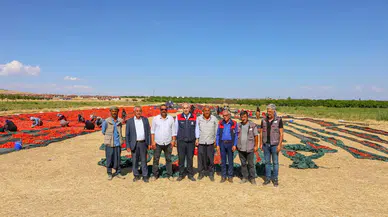 350 Dekar Alanda Üretim, 50 Dekar Alanla Kurutma Süreci Devam Ediyor!