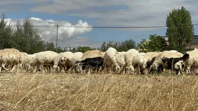 Yazıhan'da Koç Katımı: Çoban ve Mera Sorunu Gündemde