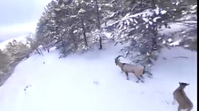 Malatya’da Kaçak Avcıya Rekor Ceza: Yaban Keçisi Vuran Yandı