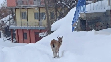 Hekimhan’da Yürek Isıtan Olay: Köye İnen Yavru Dağ Keçisi Kurtarıldı