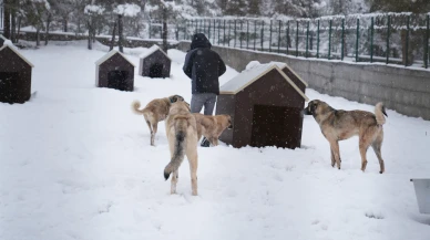 Battalgazi’de Modern Hayvan Barınağı Hizmete Girdi: Kabul Başladı