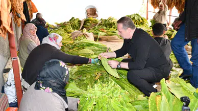 Kurucaova Tütün Üreticisinin Feryadı Emeğimizin Karşılığını İstiyoruz