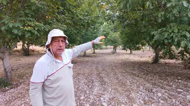 Darende'de Ceviz Hasadı Başladı: "Ceviz Kayısının Sigortasıdır"