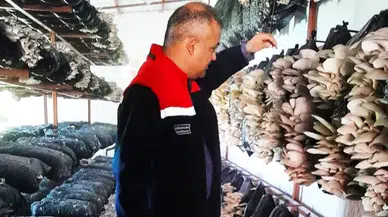 Malatya’da Mantar Üretim Tesisleri Mercek Altında.!