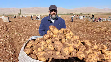 Palanga'da Patates Hasadı: 20 Bin Ton Rekolte Bekleniyor