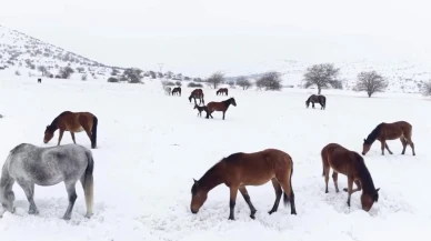 Malatya’da Yılkı Atları İçin Yemleme Seferberliği