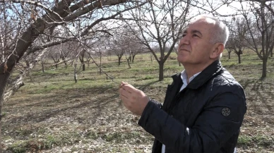 Malatya'da 2026 Kayısı Rekoltesi Beklentisi: 60-70 Bin Ton Olabilir