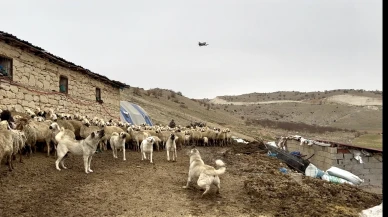 Yazıhan’da Kangallar Drone’a Geçit Vermedi: Sürüye Yaklaştırmadı