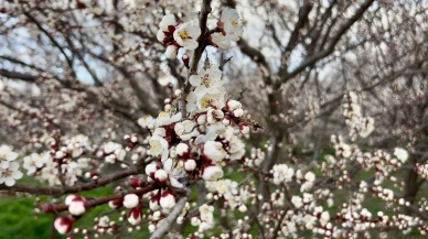 Yıldırım: “Bakım Yapılırsa Verim Ve Kaliteyi Bekliyoruz”