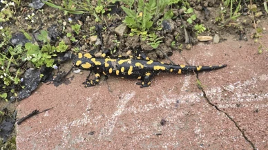Gündüzbey'de Nadir Görüntü: Nesli Tehdit Altındaki Tür Ortaya Çıktı!