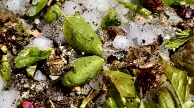 Darende’de Dolu Kabusu: Kayısı Çağlaları Yerle Bir Oldu