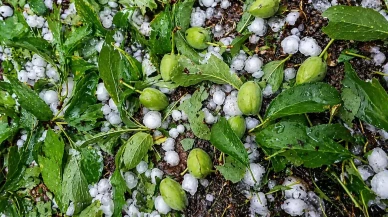 Bilal Yıldırım’dan Malatya İçin "Acil Destek" Çağrısı: Kayısı Üreticisi Kaderine Terkedilmemeli!