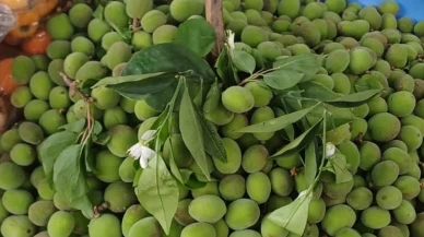 Malatya’da Kayısıda "Zirai Don" Mesaisi! Çağla Fiyatları İse El Yakıyor!