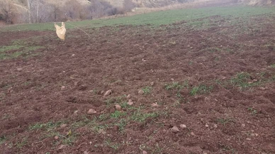 Pütürge Arıtoprak’ta Yaban Domuzu İstilası: Çiftçinin Emeği Tehdit Altında