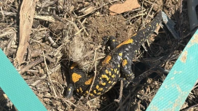 Doğanşehir’de Nadir Misafir: Çavuşlu Mahallesi’nde Semender Görüntülendi